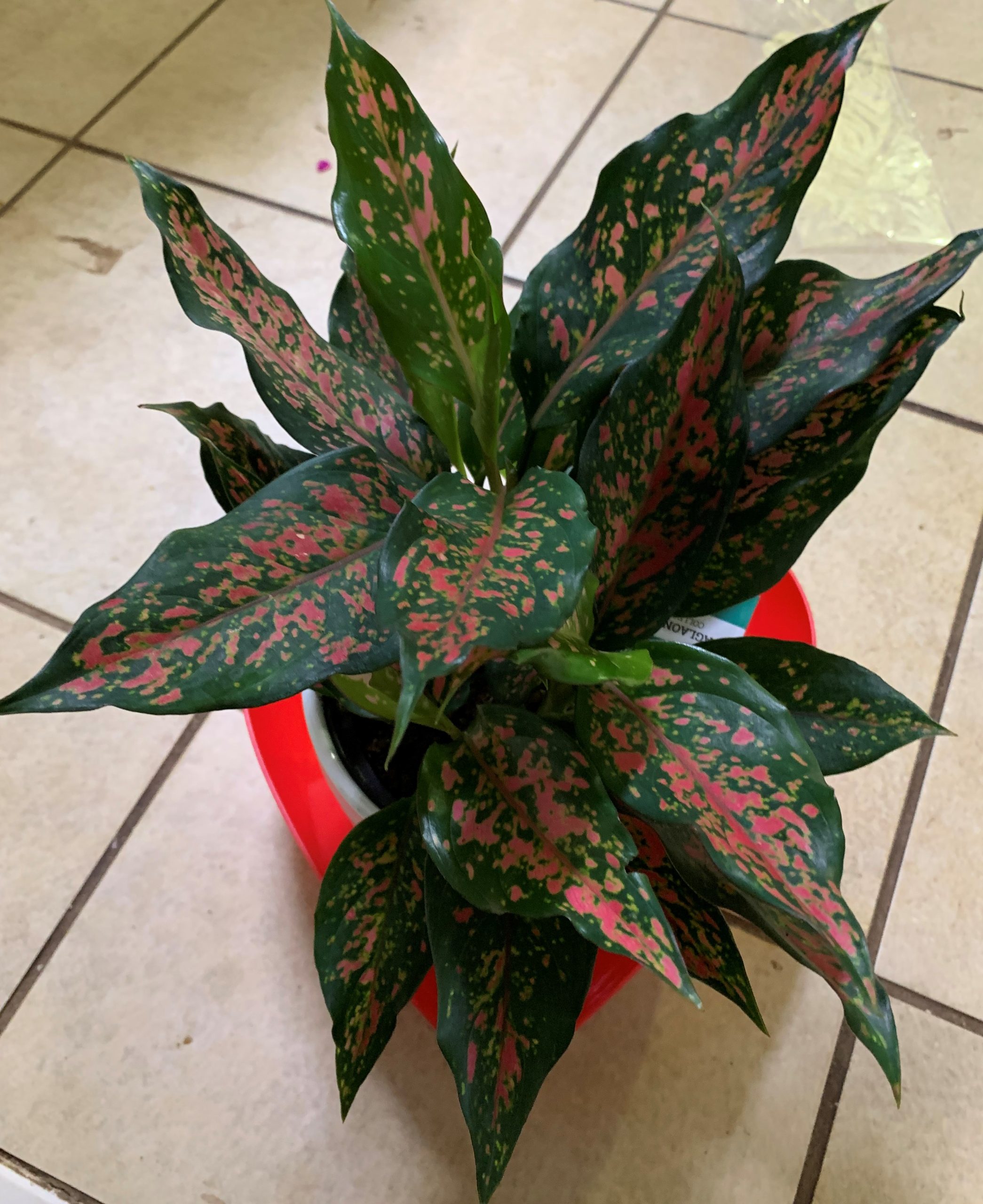 Aglaonema