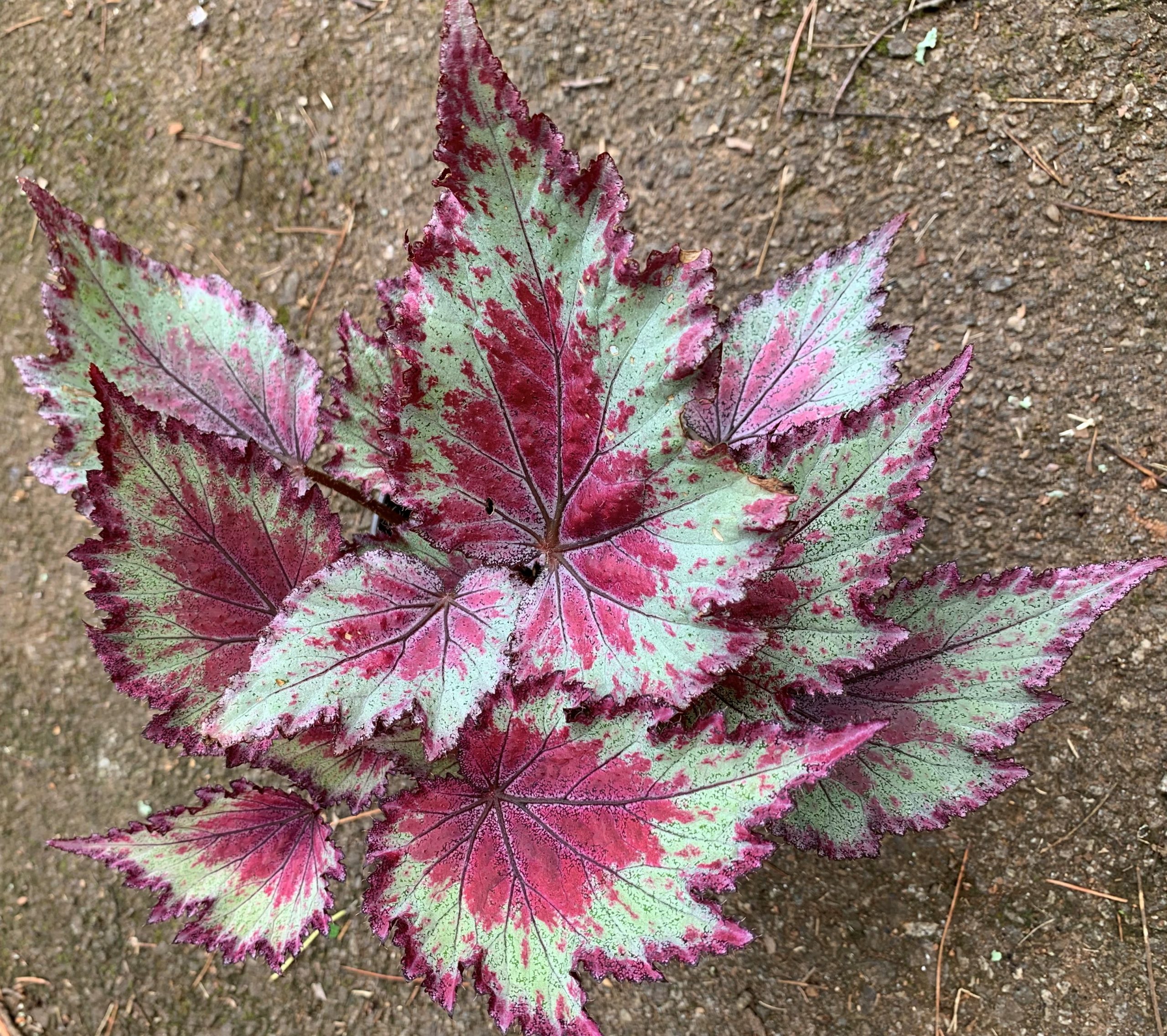 Rex Begonia