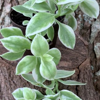 Heartleaf Iceplant