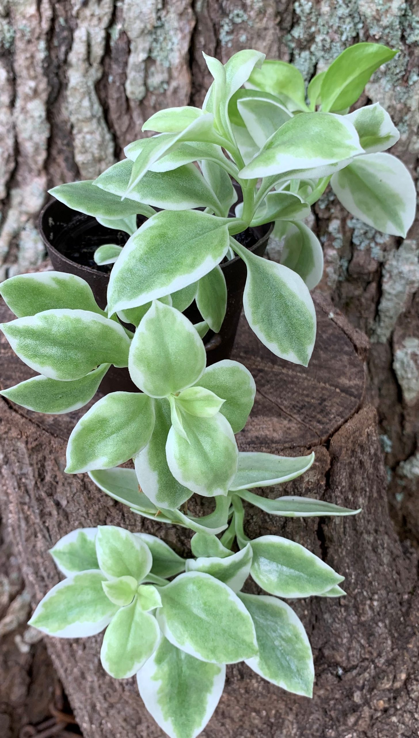 Heartleaf Iceplant