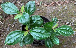 Pilea/Alumium Plant