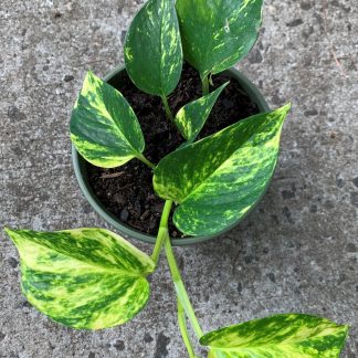 Golden Pothos