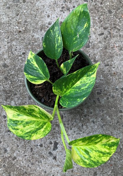 Golden Pothos